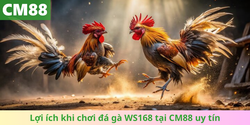 Lợi ích vượt trội khi tham gia ws168 đá gà